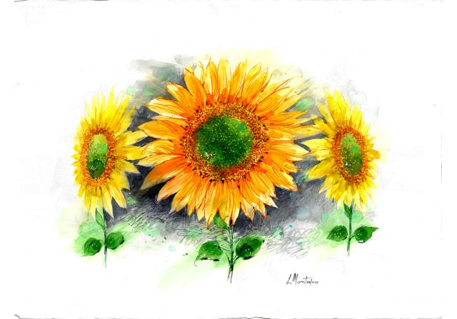 Girasoles