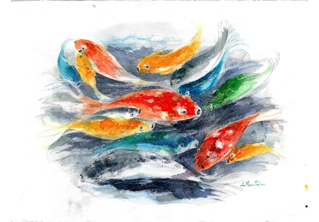 Peces de colores